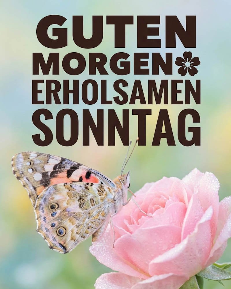Guten Morgen Sonntag Bilder mit einem Schmetterling auf einer rosa Rose